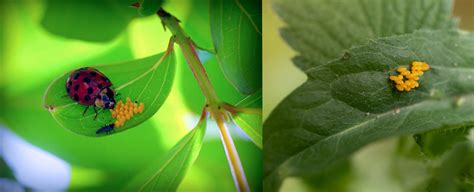 ladybug eggs - Edge Of The Woods Native Plant Nursery, LLC