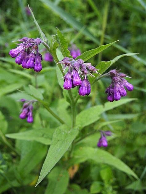 Gewone Smeerwortel Symphytum Officinale Hobbytuin Puurnatuur Zaden