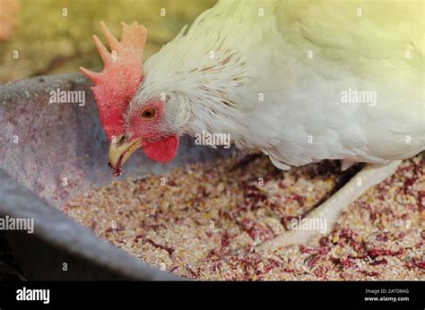 Pollos Que Comen Alimentos En La Granja Gallinas Aliment Ndose Con