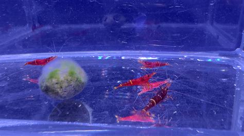 Sulawesi Yellow Check Cardinal Shrimp | BRIGHT AQUARIUM