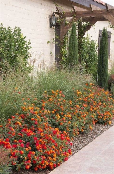 Lantana Plant How To Grow And Care For Lantana Flowers