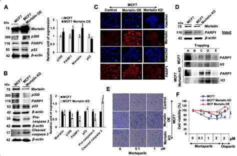 Mortalin Treatment Overexpression And Knockdown Modulates Parp1 Download Scientific Diagram