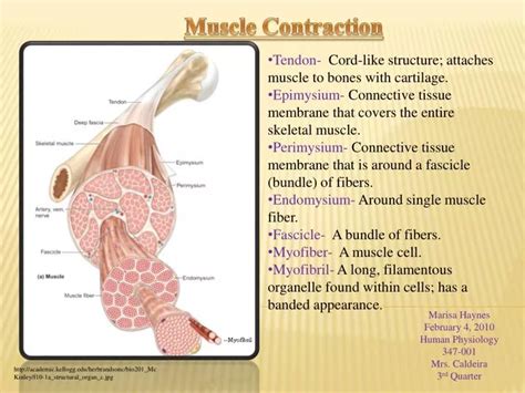 Ppt Muscle Contraction Powerpoint Presentation Free Download Id