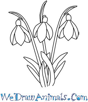 How to Draw a Snowdrop Flower