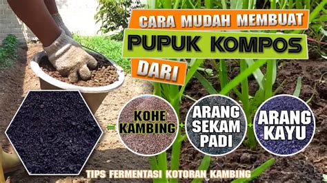 Membuat Pupuk Kompos Dari Kotoran Kambing Sekam Bakar Dan Arang Kayu