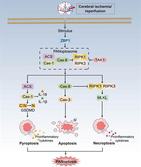 Frontiers Mitochondrial Dysfunctions Induce Panoptosis And