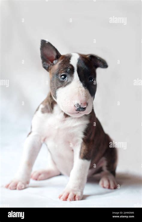 Portrait Of A Cute Ginger Brindle Color Bull Terrier Puppy That Sits On