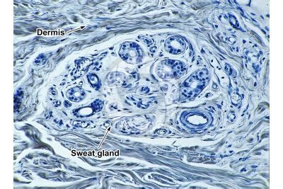 Sweat Gland Mammals Integumentary System Comparative Anatomy Of