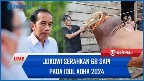 Penampakan Sapi Kurban Jokowi 2024 Yang Diberikan Ke Sejumlah Daerah