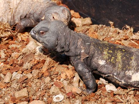 The Online Zoo - Saharan Uromastyx
