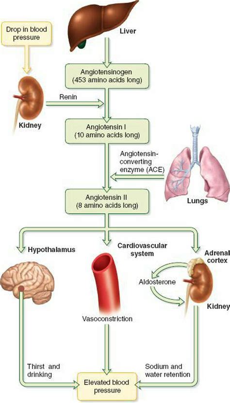 Renin Angiotensin Aldosteron Mechanism Medizzy