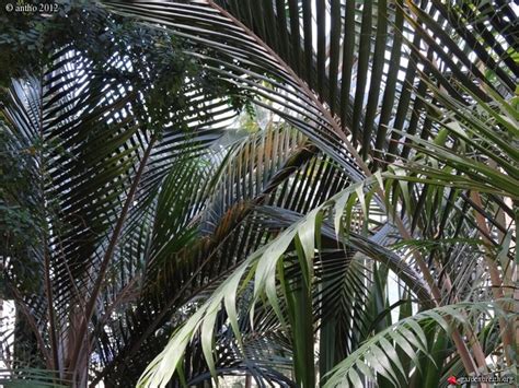 LE FORUM DES FOUS DE PALMIERS Les Serres Du Jardin Botanique De Lyon