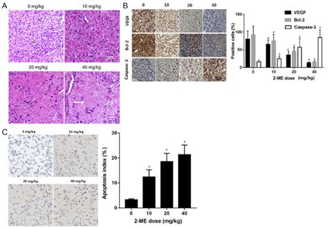 Immunohistochemistry And TUNEL Staining Of Xenograft Tumors A