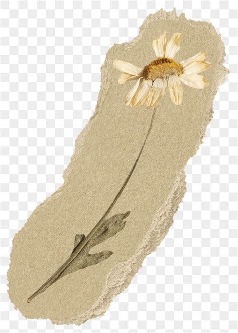 A Flower That Is Sitting On Top Of A Piece Of Torn Paper With An Arrow