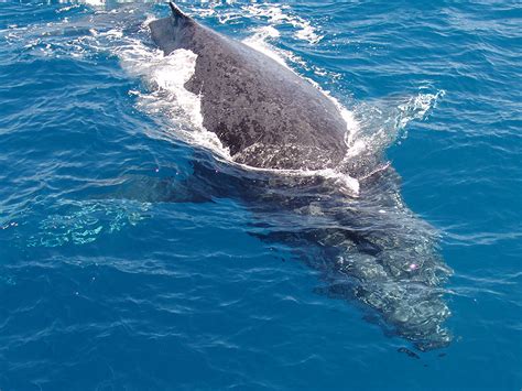 Great Barrier Reef Humpback Whale - Thala Beach Nature Reserve Resort ...