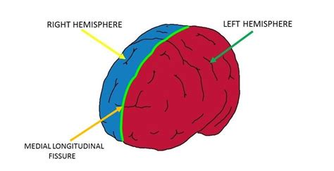 Medial Longitudinal Fissure Definition — Neuroscientifically Challenged