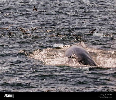 Maine, USA. 7th Sep, 2005. Seabirds fly around a diving Finback Whale ...