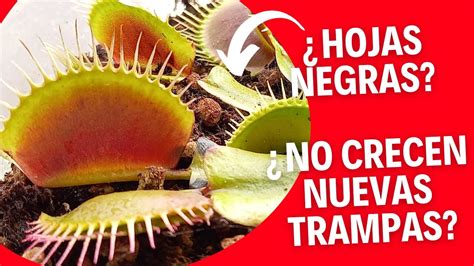 Todo Sobre La Hibernaci N Dionaea O Venus Atrapamoscas Youtube