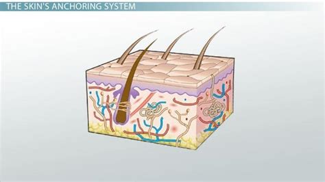 What Is A Basement Membrane Openbasement