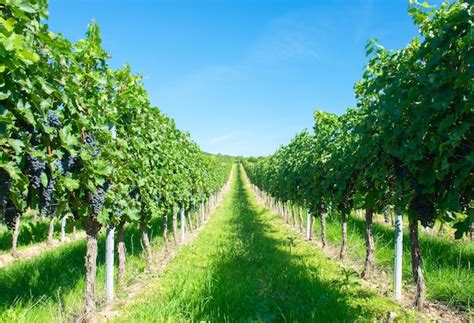 Premium Photo | Large bunches of red wine grapes in vineyard