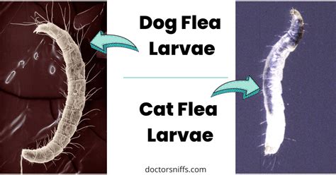 What Do Flea Larvae Look Like [and What Is The Actual Size]