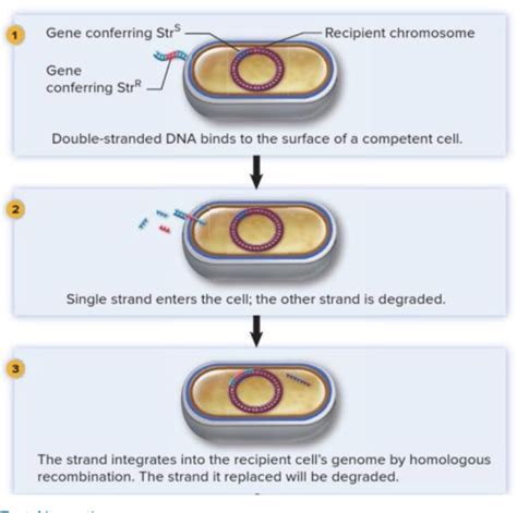 Chapter 8 Bacterial Genetics Flashcards Quizlet