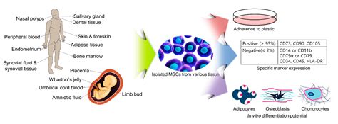 Ijms Free Full Text Application Of Mesenchymal Stem Cells In