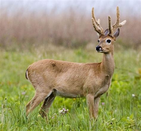 Pampas deer - Alchetron, The Free Social Encyclopedia