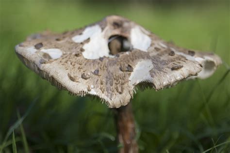 X Wallpaper Brown And White Mushroom Peakpx