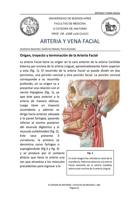 Arteria Y Vena Facial Warning Tt Undefined Function 32 Iii CÁtedra De AnatomÍa Facultad