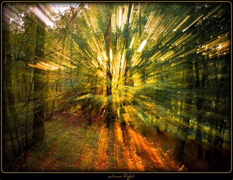 Fondos De Pantalla Luz De Sol Paisaje Bosque Otoño Naturaleza Césped Cielo Madera Rama