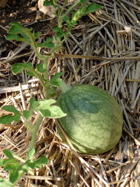 Watermelons Growing In Water