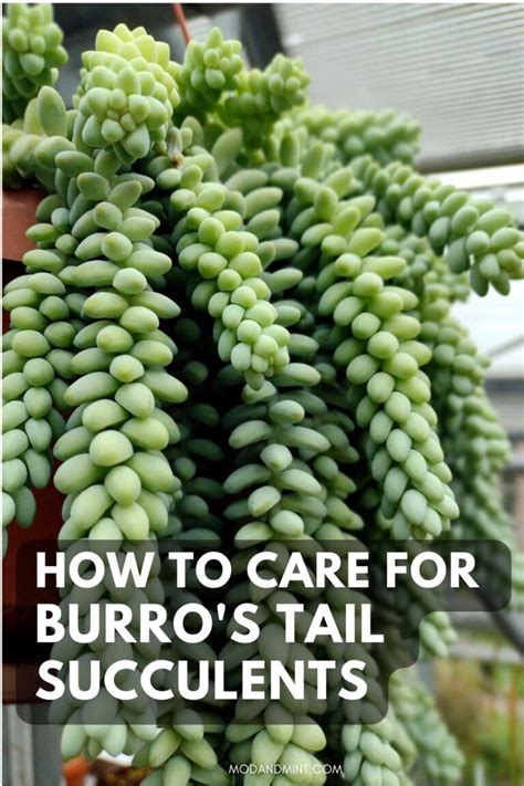 Burros Tail Plant Care And Propagation Donkey Tail Succulent