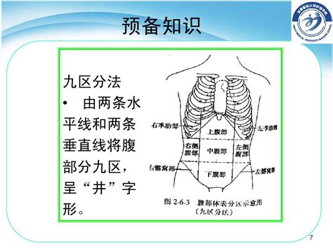 第九节 腹部评估护理健康评估pptword文档在线阅读与下载无忧文档