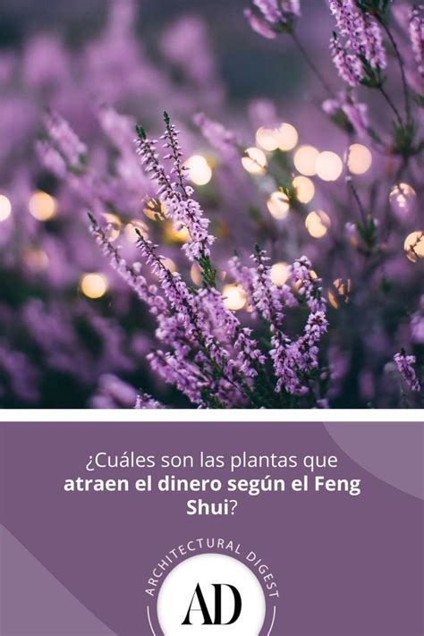 Estas Son Las Plantas Que Atraen El Dinero Seg N El Feng Shui Feng