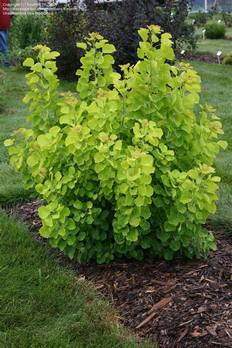 Plantfiles Pictures Cotinus European Smoke Tree Smoketree Golden