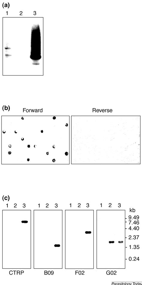 Identification Of Differentially Regulated Genes Of Plasmodium By