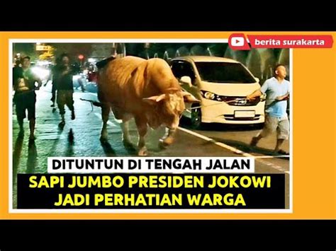 Dua SAPI Jumbo PRESIDEN JOKOWI Hebohkan Warga Solo Jadi Tontonan