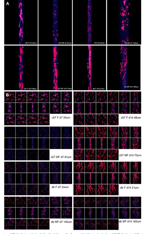 Figure From The Functional Behavior Of A Macrophage Fibroblast Co