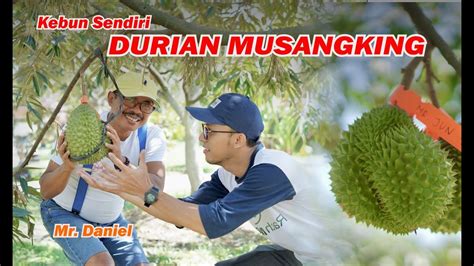 KEBUN DURIAN MUSANG KING BAWOR TANA DURIAN YouTube