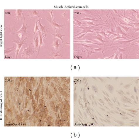 A Culture Of Muscle Derived Stem Cells MDSCs Were Cultured And