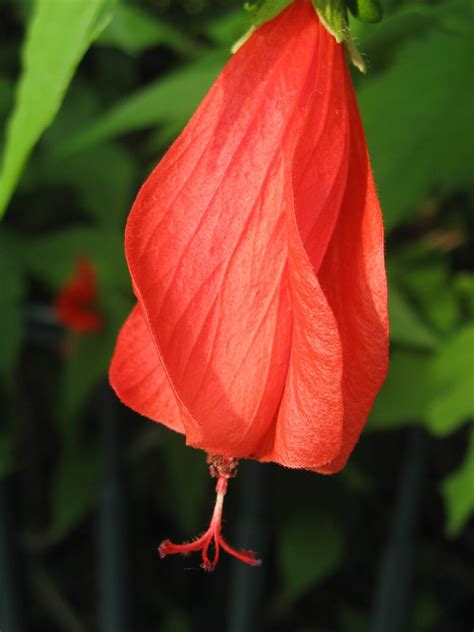 懸鈴花 Flowers Axillary Solitary Or Few In Fascicles Pedice Flickr