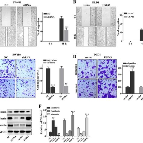 Usp Regulates The Migration And Invasion Of Colorectal Cancer Cells