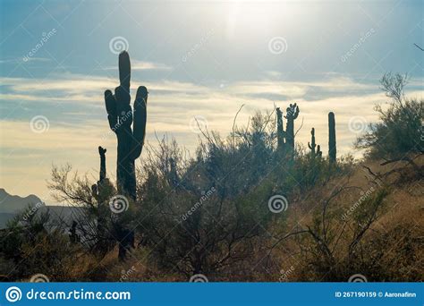 Arizona Sunset In The Heat Of The Sonora Desert With Native Plants And