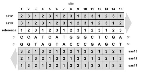 The Six Possible Open Protein Coding Reading Frames ORFs Of A