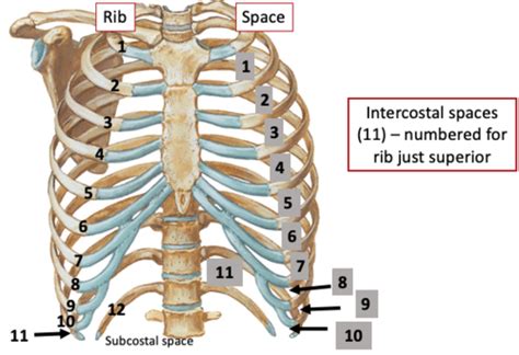 Intercostal Space Numbering