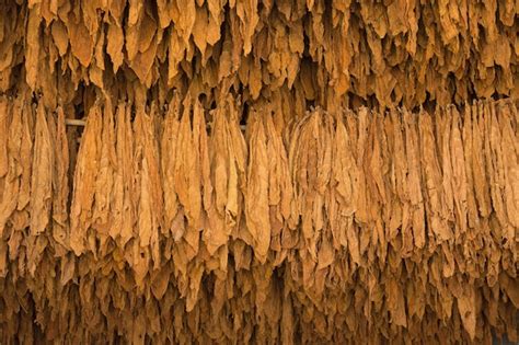 Hojas De Tabaco Secas En Los Campos De Tabaco Del Norte De Tailandia