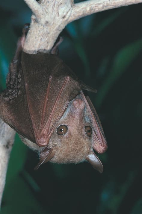 Northern Blossom Bat - The Australian Museum