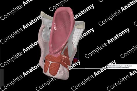 Lateral Cricoarytenoid Muscle | Complete Anatomy