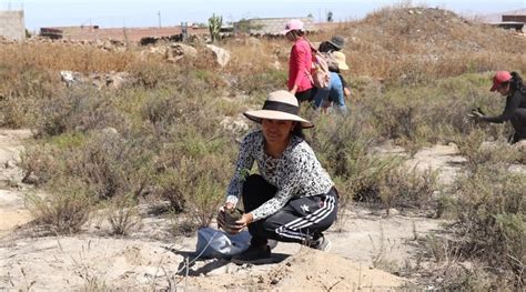 Siembran Mil Rboles En Terrenos Recuperados De La Planta La